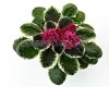 African Violet LE-SHOIRA 